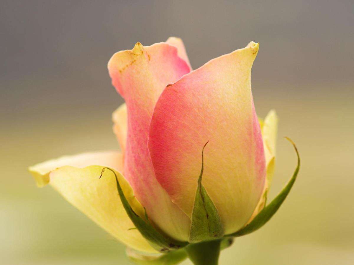 Herberge Zur Rose Brotterode Exteriér fotografie