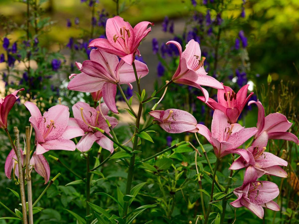 Herberge Zur Rose Brotterode Exteriér fotografie