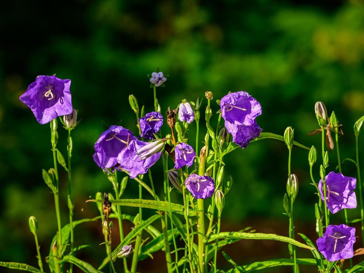 Herberge Zur Rose Brotterode Exteriér fotografie